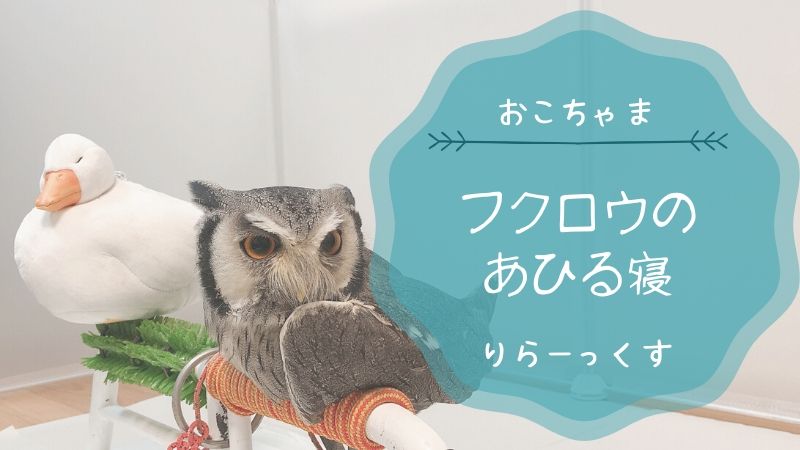 フクロウのあひる寝とは 溶け過ぎた可愛いアフリカオオコノハズク くるるの野望