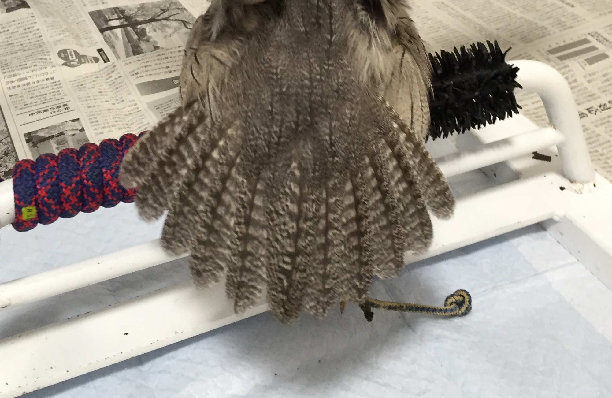アフリカオオコノハズクの尾羽
