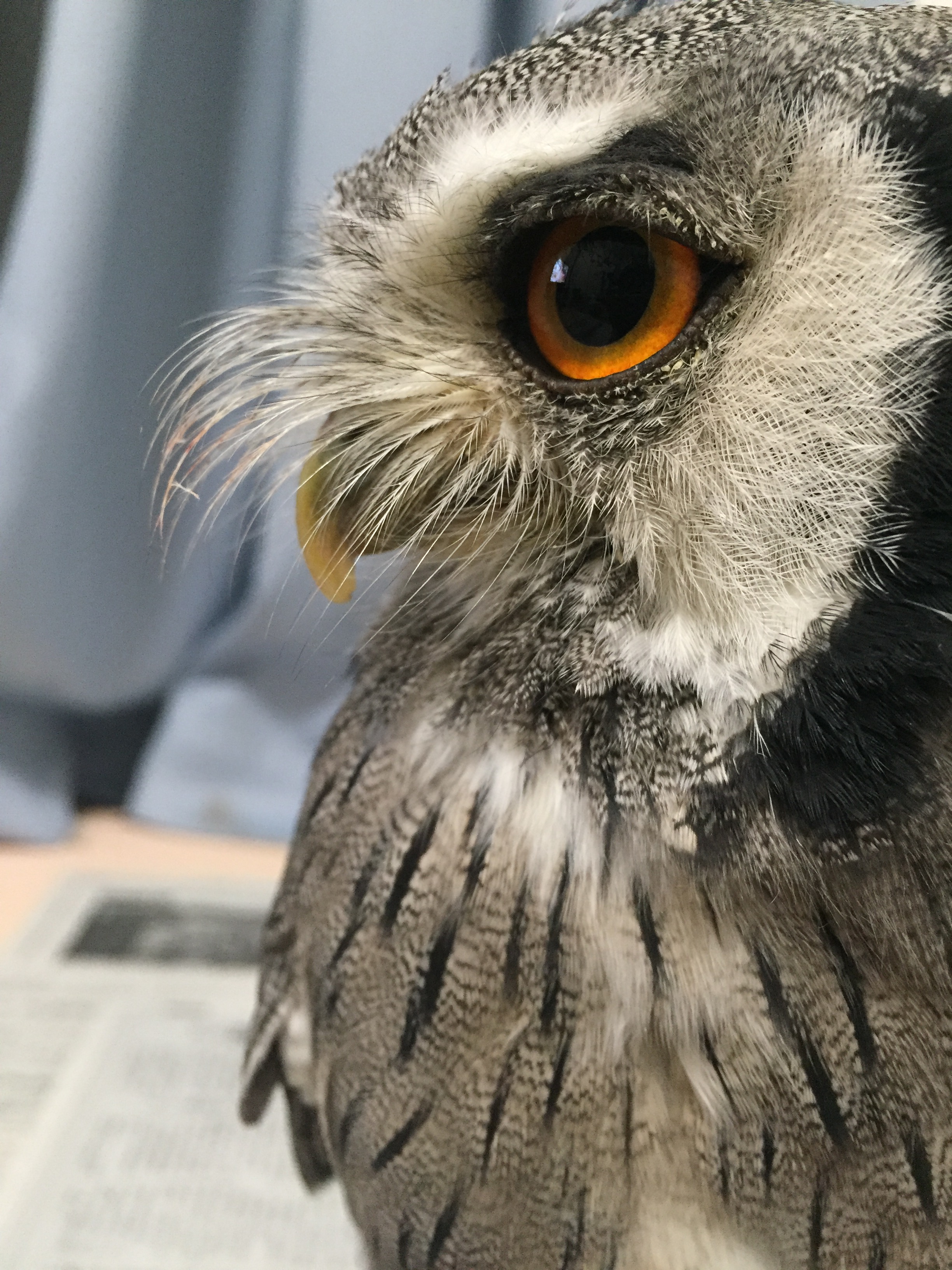 禁断の食事風景 フクロウがエサを食べている動画像集 食べ方 くるるの野望