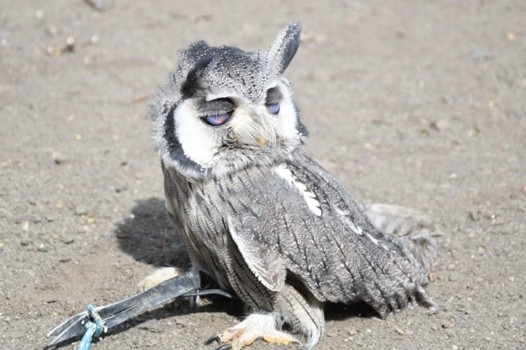 【瞬膜】第三眼瞼を閉じたフクロウがキモ可愛い！【画像・動画あり】｜くるるの野望