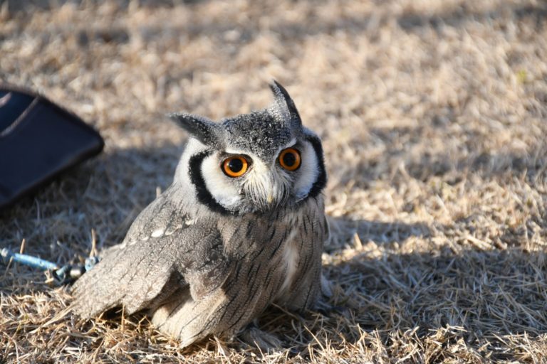 フクロウとミミズクの違いはどこ？頭についている羽角がポイント！｜くるるの野望