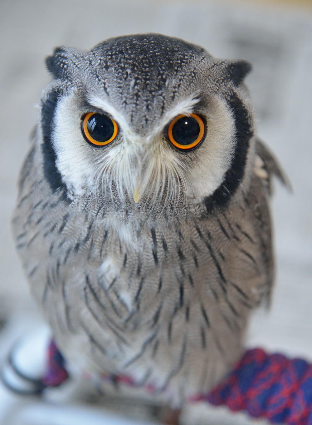 アフコノ飼育者が語る アフリカオオコノハズクの値段 寿命 飼い方等のまとめ くるるの野望