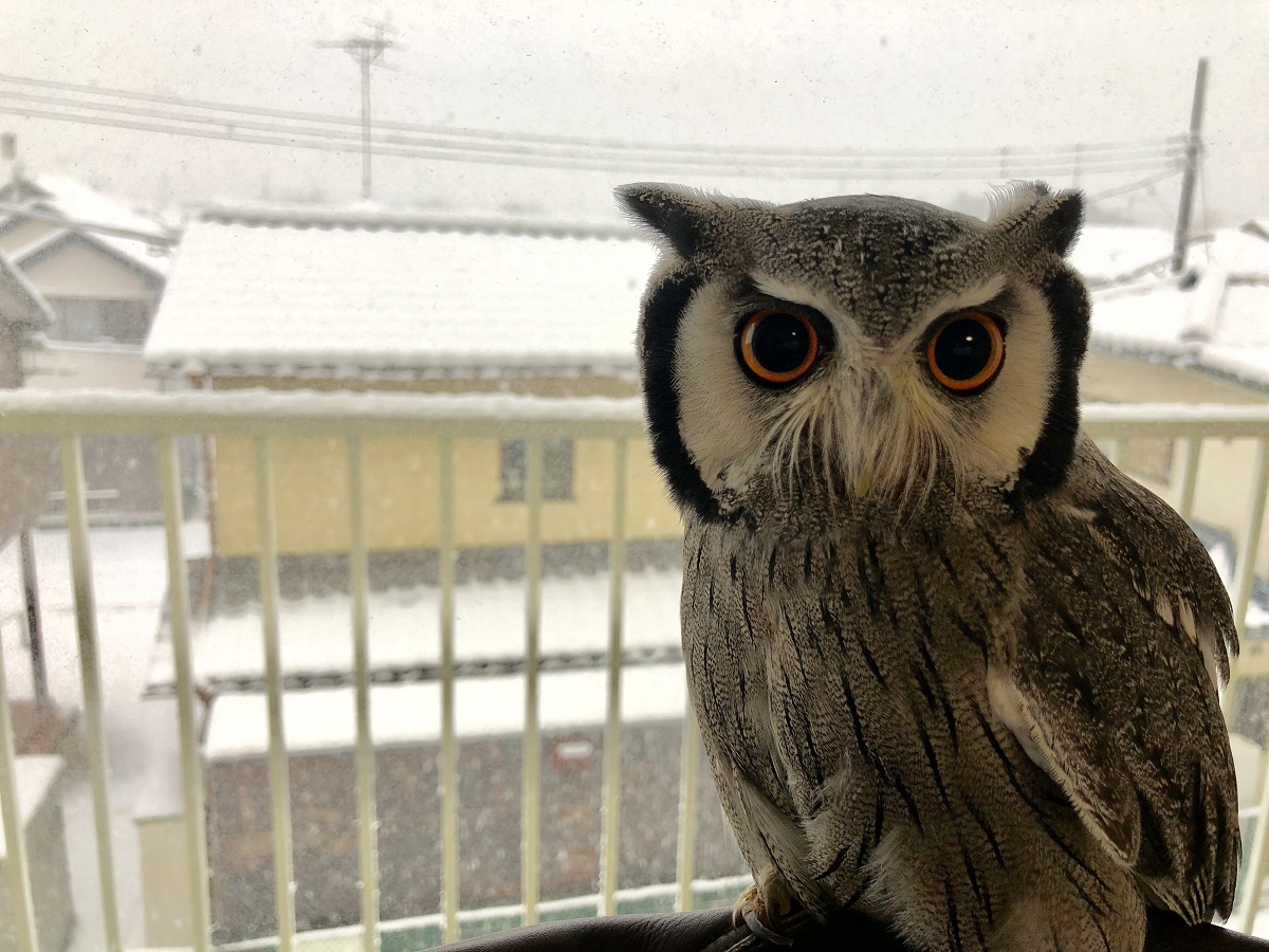 ☆くみくみさん☆オルゴナイト☆フクロウ☆ yuki_1.jpg