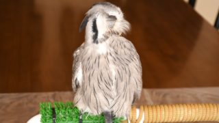 アフリカオオコノハズクの羽繕い