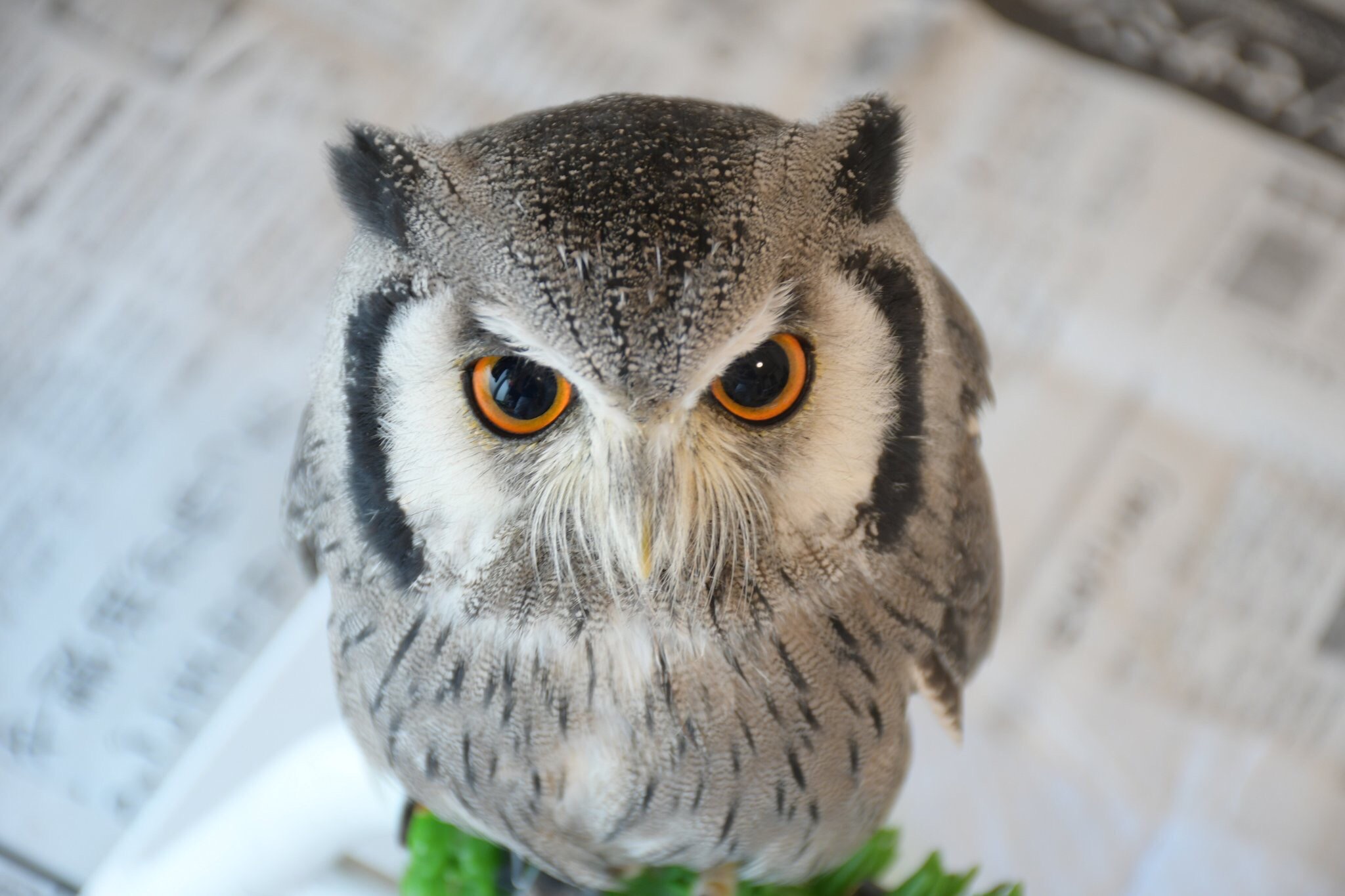 飼い主が教える フクロウの飼い方 ふくろうの購入から飼育方法まで徹底解説 くるるの野望