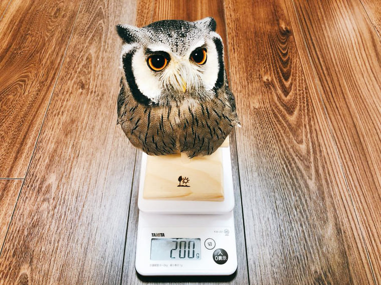 フクロウの体重測定