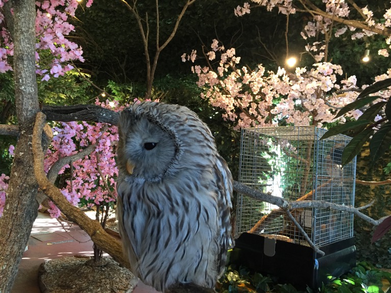 鎌倉のフクロウカフェ